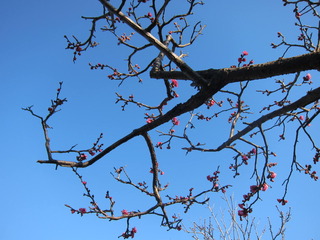 IMG_1525.JPG