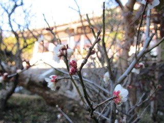 IMG_1526.JPG