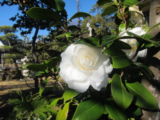 IMG_1553.JPG